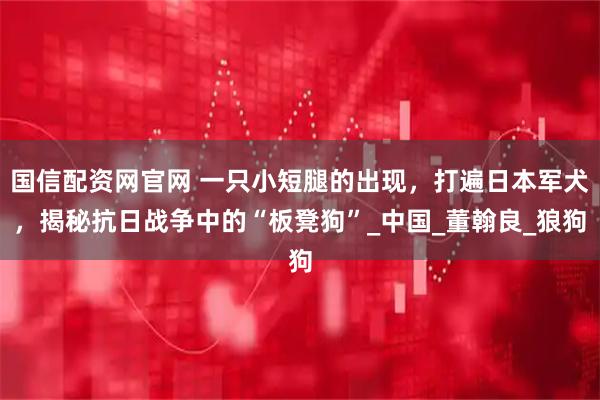 国信配资网官网 一只小短腿的出现，打遍日本军犬，揭秘抗日战争中的“板凳狗”_中国_董翰良_狼狗
